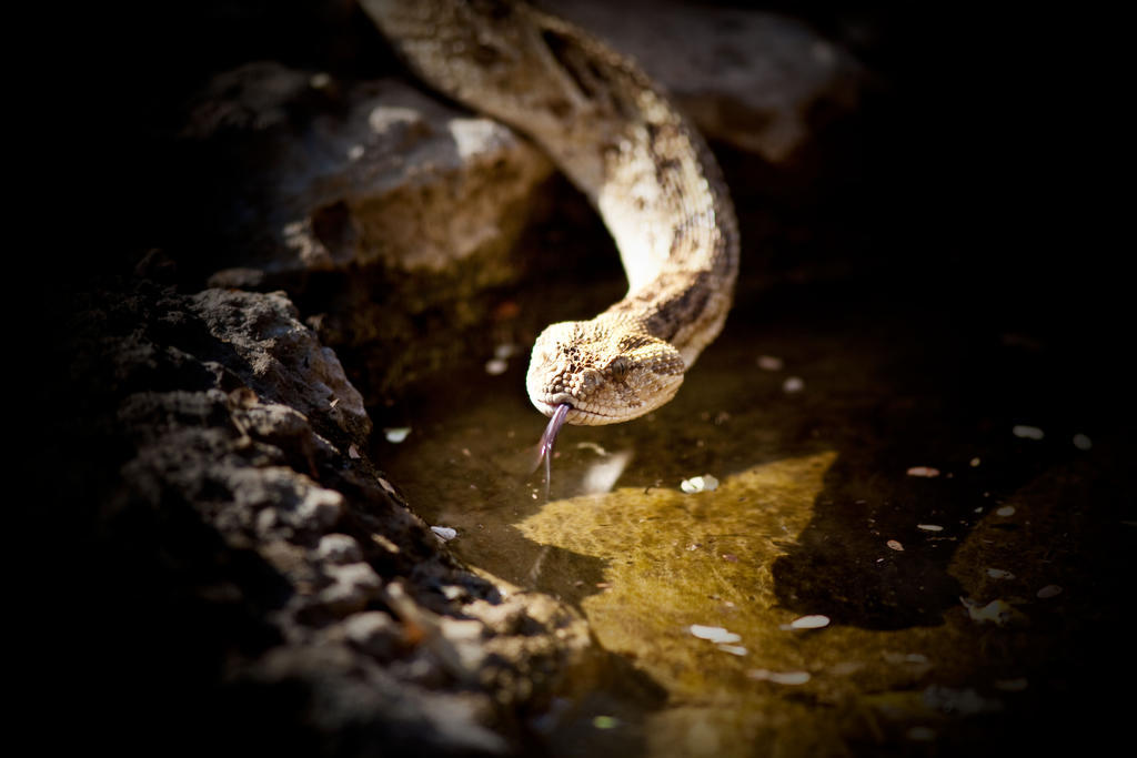 הוילה נמוטוני Mokuti Etosha מראה חיצוני תמונה