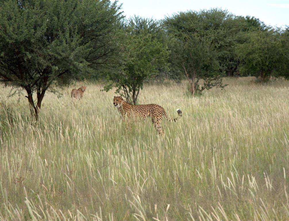 הוילה נמוטוני Mokuti Etosha מראה חיצוני תמונה